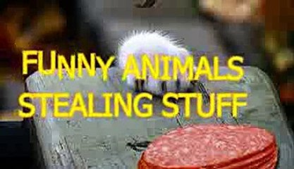 Funny animals stealing stuff - Cute animal compilation