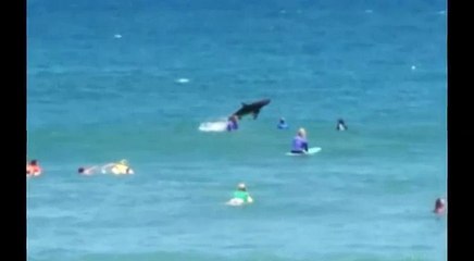 Shark Jumps From Water Near Terrified Swimmers