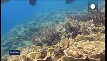 كاميرا متطورة لتصوير الشعاب المرجانية بدقة