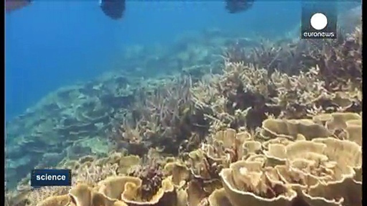 Fantastische bilder der unterwasserwelt