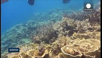 Mapping the oceans' coral reefs to try and save them from extinction