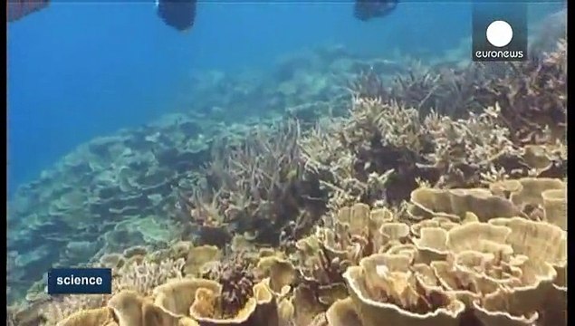 Mapping the oceans' coral reefs to try and save them from extinction