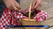 La saison des truffes s'annonce prometteuse