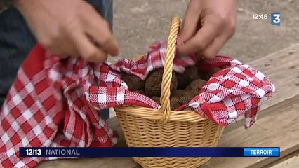 La saison des truffes s'annonce prometteuse