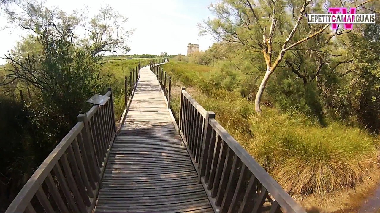 Visite guidée de la Camargue à vélo
