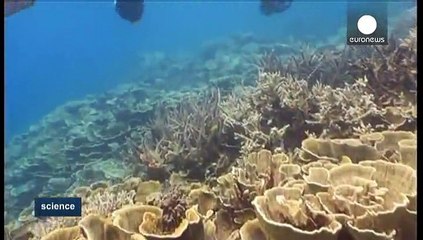 Salvar os recifes de coral com máquinas fotográficas HD