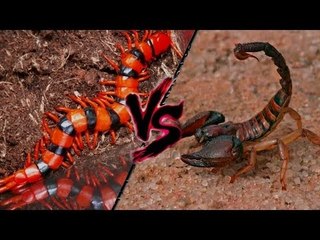 Akrep ve Kırkayak Kavgası