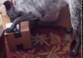 Dog Gets His Head Around $50 Worth of Bones