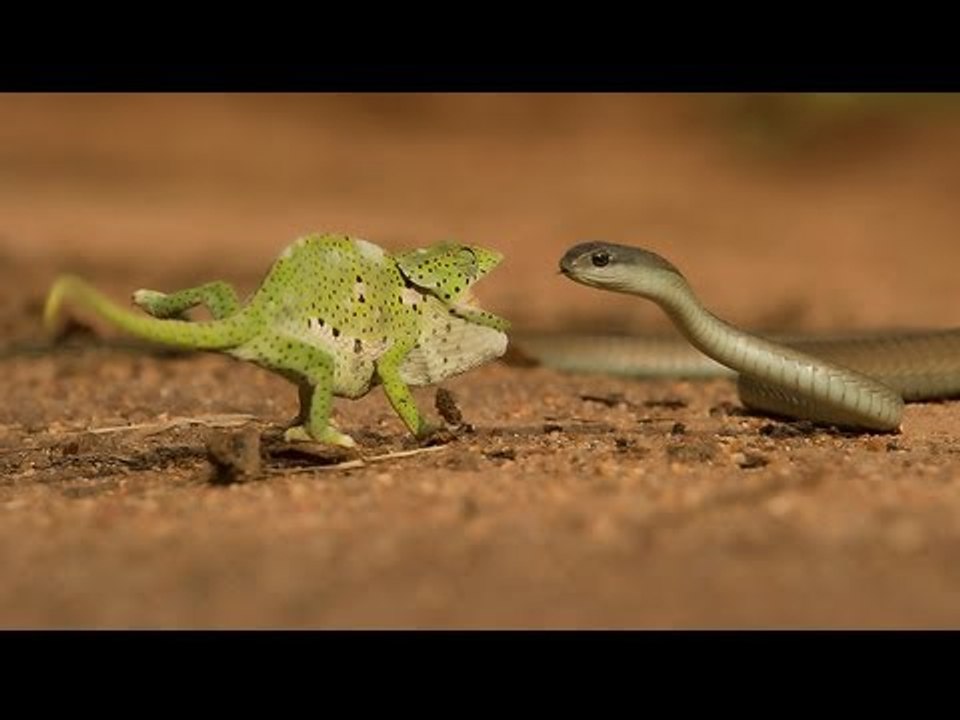 Yılan ve Bukalemun Karşılaşması