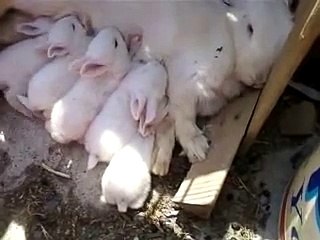 Tavşan Yavruları Süt Emerken :)