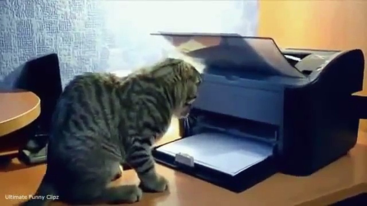 Funny cats compilation ~ Best Cute Cat Compilation
