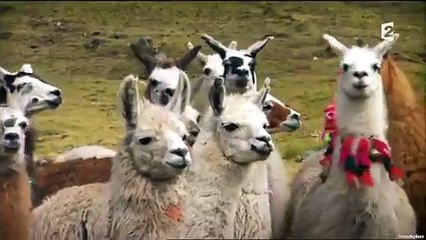 Arthur se fait cracher dessus par un lama dans l'emission "Rendez-vous en terre inconnue"