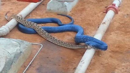 un serpent bleu qui mange un autre serpent.