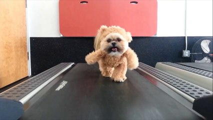 Munchkin the Teddy Bear gets her exercise
