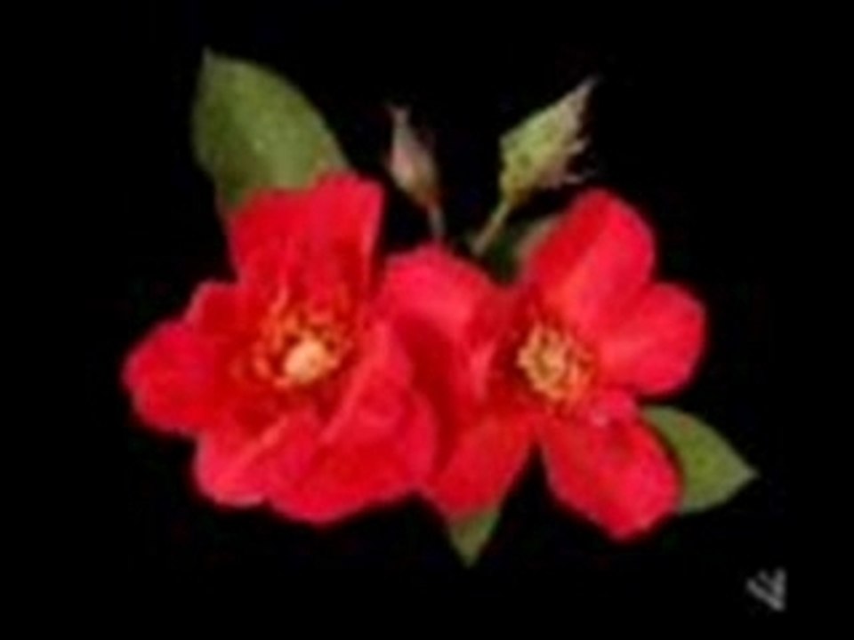 Red Roses