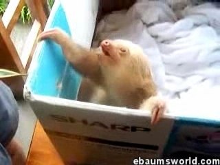 Bébé Paresseux Qui... Dort