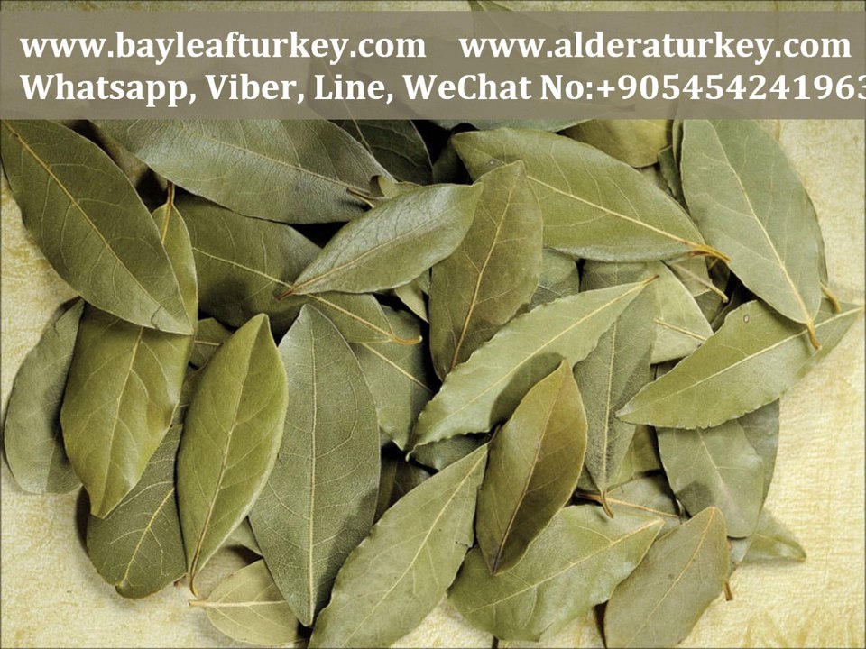 Laurier fabricant Turquie