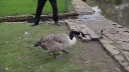 Injured Goose Rescued from UK Highway Flies Again