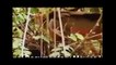 Discovery Channel Animals Full Documentary Unknown Creatures National Geographic Animals HD