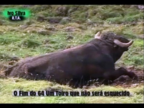 Kim benimle oynuyor lan :) Boğa ile şaka olmaz :))