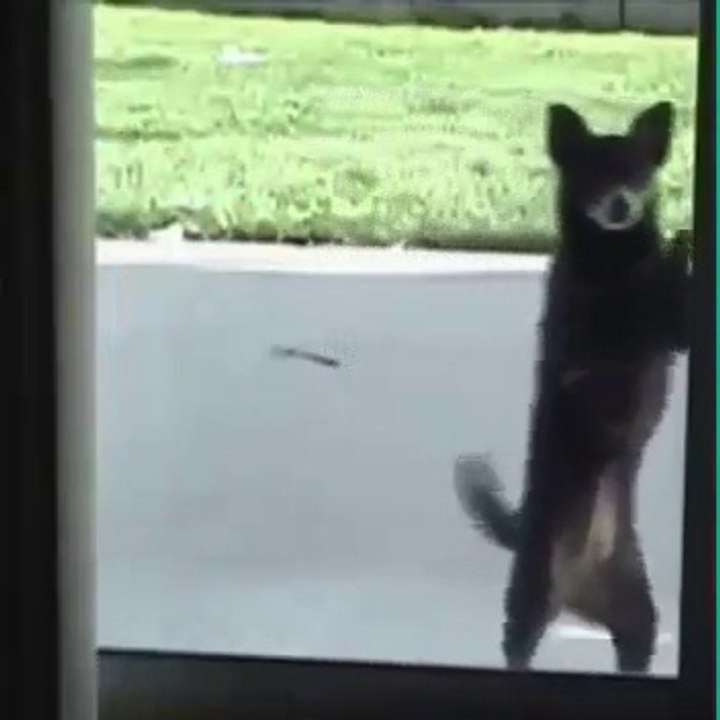 Funny Animals Vines compilation (Cat funny videos )