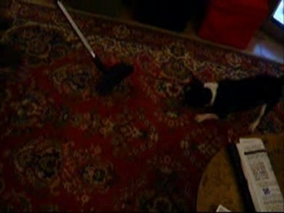 Bunny vs Aspirateur