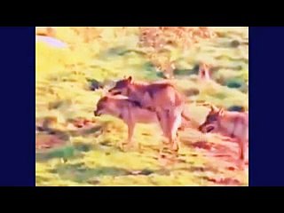 Funny Wildlife Animals Mating   Reproduction