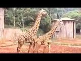 2014 newws 2014 news Animal Mating Girafa Zoo   Animal Mating Live 2014