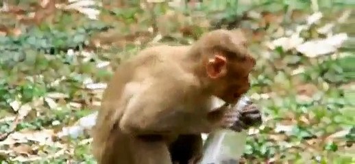 Funny & Clever Monkeys Compilation 2015