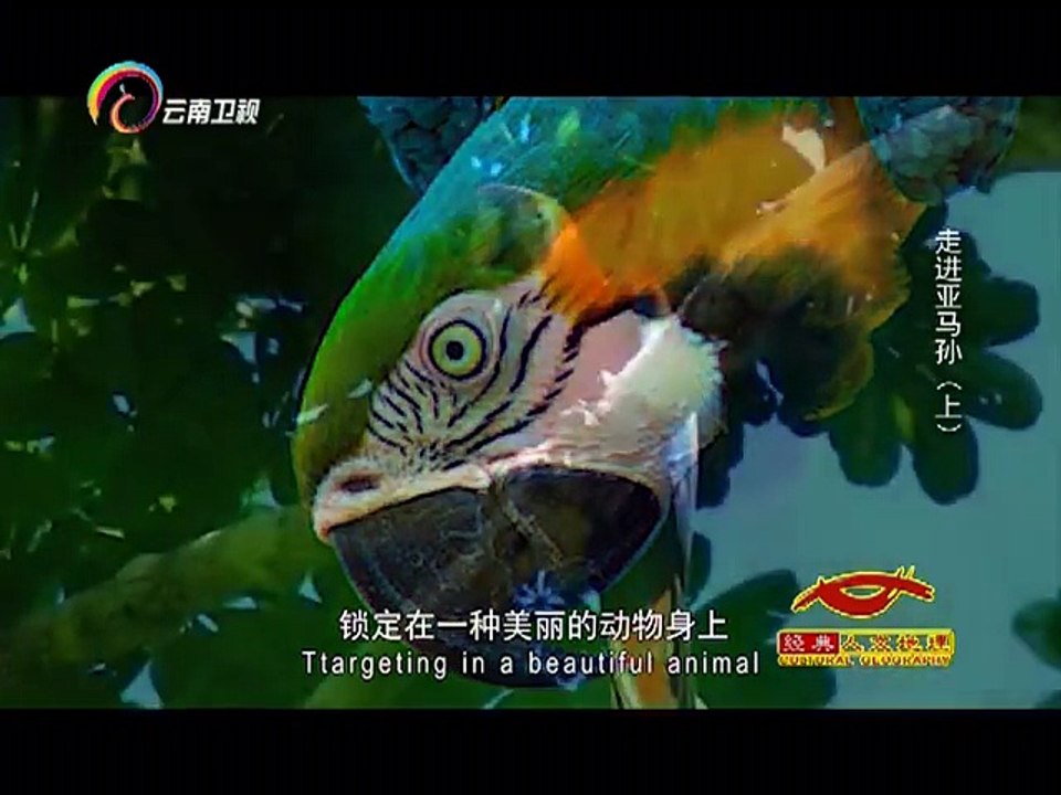 20141204 经典人文地理 []亚马孙河的鸟类