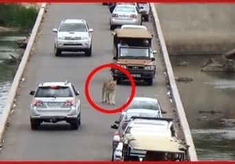 Park Traffic Comes to a Halt as Stray Lion Crosses Bridge