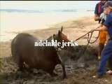 Saddle Club 8 - Adelaide Jerks