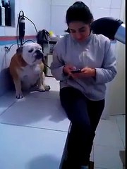 Dog Want Love Me    The Owner Of The Dog Did Not Understand Dog Love