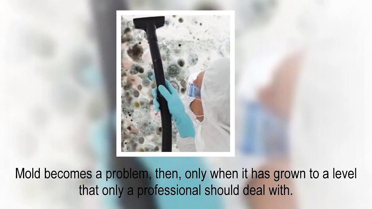 Commercial and Residential Mold Removal in NJ & PA