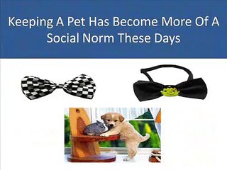 The best way of caring your pets!! …