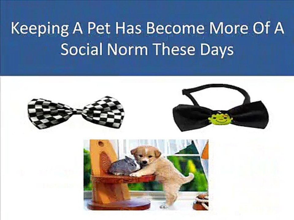 The best way of caring your pets!! …