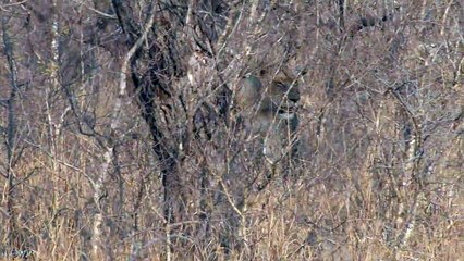 Troupe de lions en Afrique du Sud