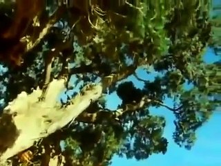 THE BAKING DESERTS - DAVID ATTENBOROUGH - Discovery Science Animals Nature (full documentary)