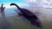 Swim with wild orca and rescue the smartest predator on earth