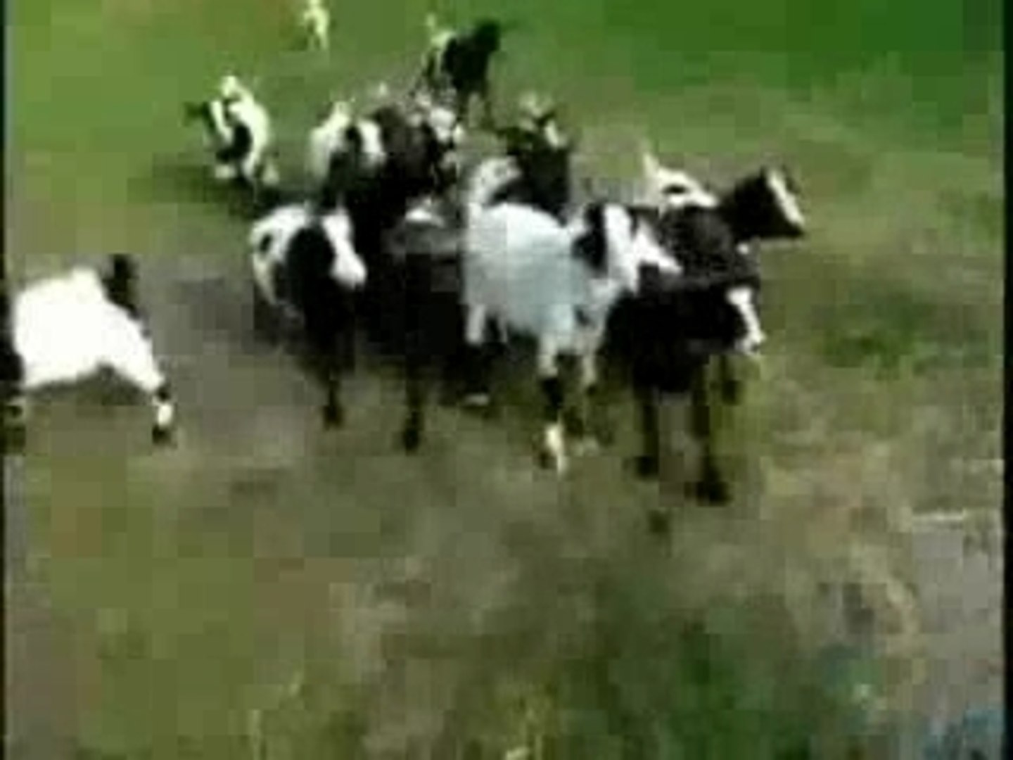 ⁣Crazy Goats