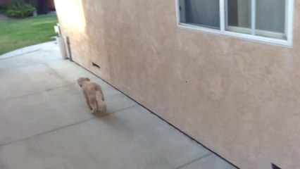 Le chien le plus fidèle et reconnaissant... Ou pas!