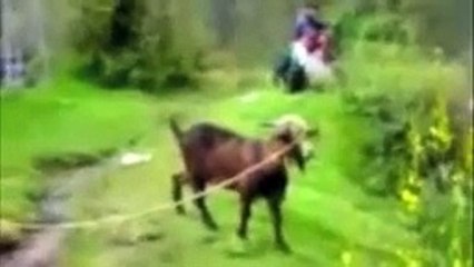 Une chevre qui crie comme un humain