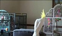 perroquet qui danse
