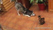 Dogs Compilation who want to be friends with Cats