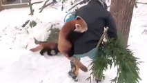 Elan d'affection d'un panda roux pour son soigneur