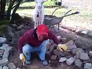 Sevimli Ve Yaramaz Keçi