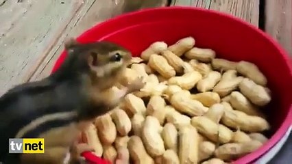 Şunların Fıstık Yeyişlerine Bakın