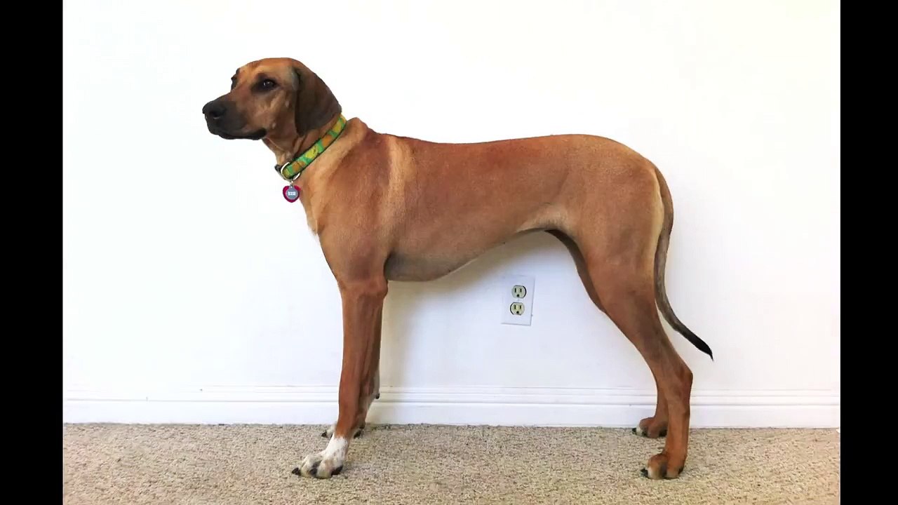 La croissance d'un Rhodesian ridgeback de 2 mois à 3 ans