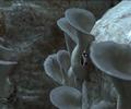 Çiftçinin yeni geçim kaynağı