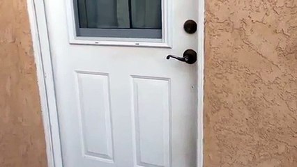 Dog Excited to See Owner